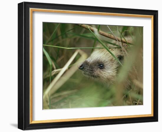 European Hedgehog-Bjorn Svensson-Framed Photographic Print