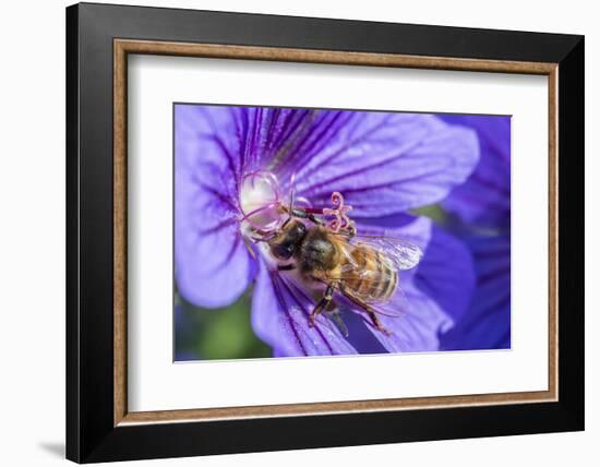 European Honey Bee (Apis Mellifera) Feeding On Flower (Geranium Sp). Monmouthshire, Wales, UK-Phil Savoie-Framed Photographic Print