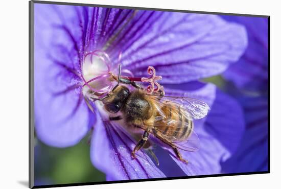 European Honey Bee (Apis Mellifera) Feeding On Flower (Geranium Sp). Monmouthshire, Wales, UK-Phil Savoie-Mounted Photographic Print