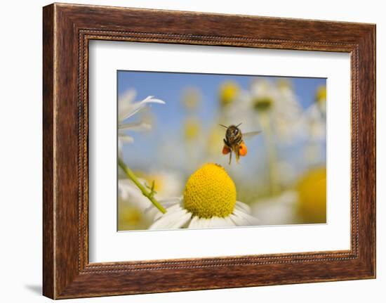 European Honey Bee (Apis Mellifera) with Pollen Sacs Flying Towards a Scentless Mayweed Flower, UK-Fergus Gill-Framed Photographic Print