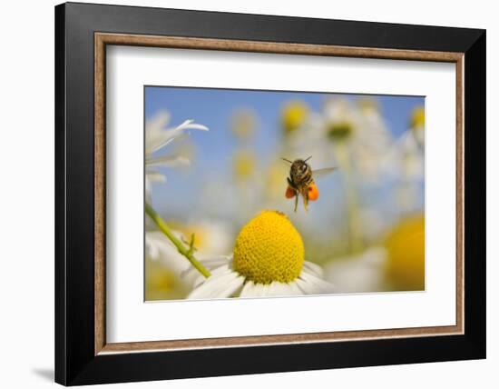 European Honey Bee (Apis Mellifera) with Pollen Sacs Flying Towards a Scentless Mayweed Flower, UK-Fergus Gill-Framed Photographic Print