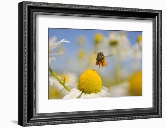 European Honey Bee (Apis Mellifera) with Pollen Sacs Flying Towards a Scentless Mayweed Flower, UK-Fergus Gill-Framed Photographic Print