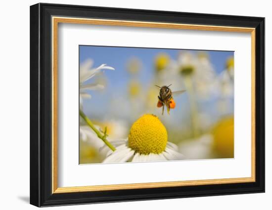 European Honey Bee (Apis Mellifera) with Pollen Sacs Flying Towards a Scentless Mayweed Flower, UK-Fergus Gill-Framed Photographic Print