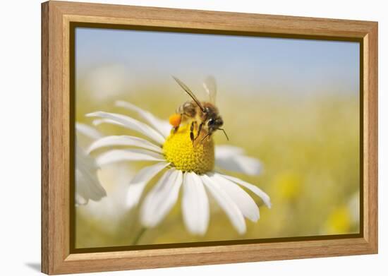 European Honey Bee Collecting Pollen and Nectar from Scentless Mayweed, Perthshire, Scotland-Fergus Gill-Framed Premier Image Canvas