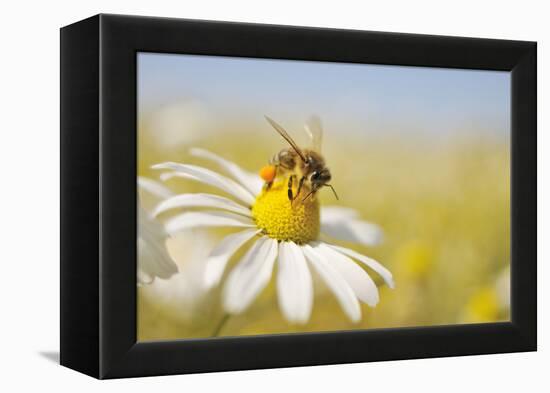 European Honey Bee Collecting Pollen and Nectar from Scentless Mayweed, Perthshire, Scotland-Fergus Gill-Framed Premier Image Canvas