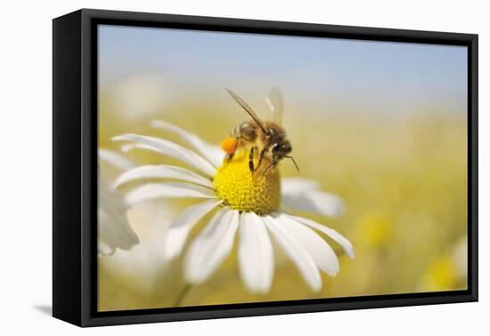 European Honey Bee Collecting Pollen and Nectar from Scentless Mayweed, Perthshire, Scotland-Fergus Gill-Framed Premier Image Canvas