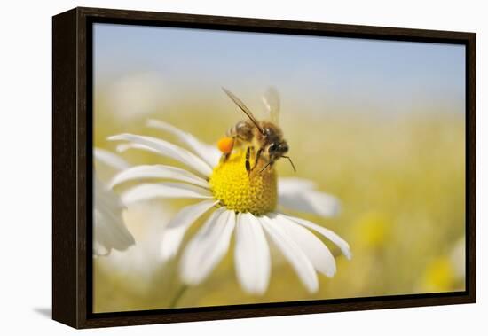 European Honey Bee Collecting Pollen and Nectar from Scentless Mayweed, Perthshire, Scotland-Fergus Gill-Framed Premier Image Canvas