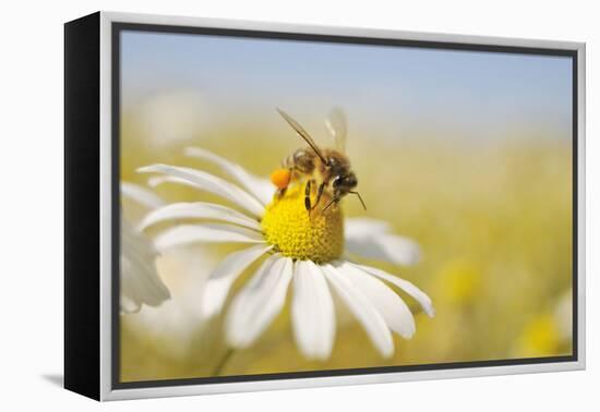 European Honey Bee Collecting Pollen and Nectar from Scentless Mayweed, Perthshire, Scotland-Fergus Gill-Framed Premier Image Canvas