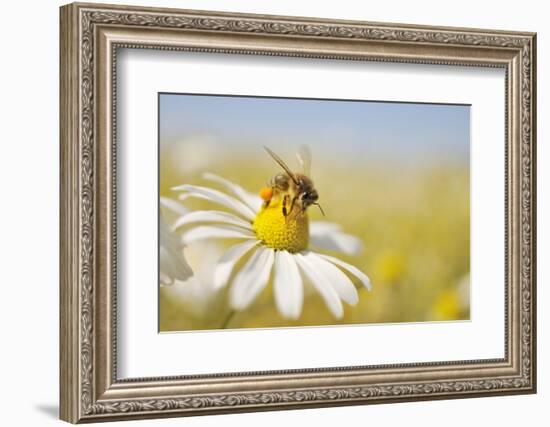 European Honey Bee Collecting Pollen and Nectar from Scentless Mayweed, Perthshire, Scotland-Fergus Gill-Framed Photographic Print