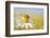 European Honey Bee Collecting Pollen and Nectar from Scentless Mayweed, Perthshire, Scotland-Fergus Gill-Framed Photographic Print