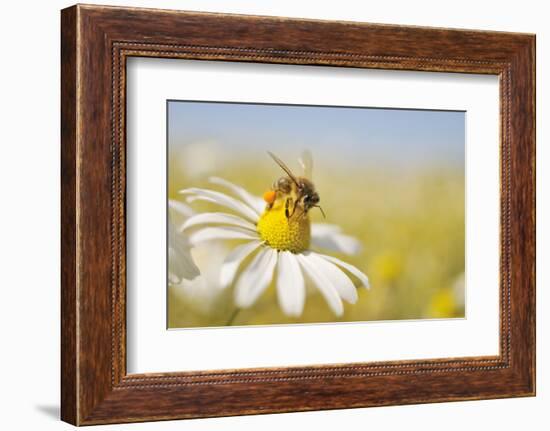 European Honey Bee Collecting Pollen and Nectar from Scentless Mayweed, Perthshire, Scotland-Fergus Gill-Framed Photographic Print