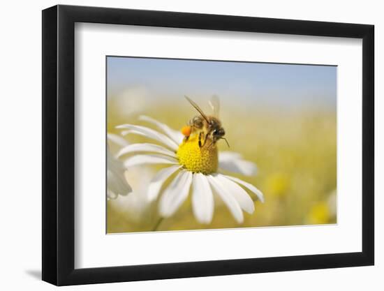 European Honey Bee Collecting Pollen and Nectar from Scentless Mayweed, Perthshire, Scotland-Fergus Gill-Framed Photographic Print