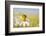 European Honey Bee Collecting Pollen and Nectar from Scentless Mayweed, Perthshire, Scotland-Fergus Gill-Framed Photographic Print