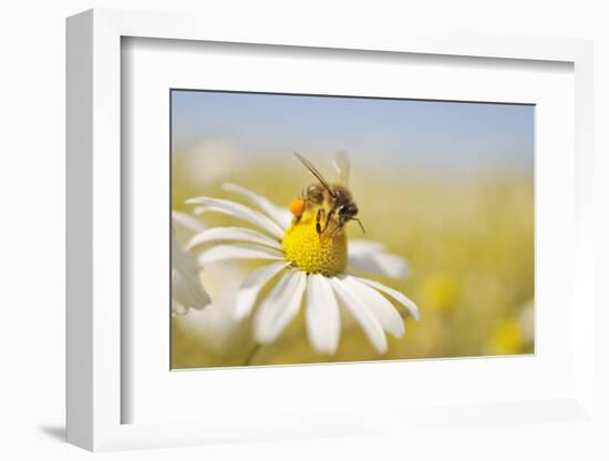 European Honey Bee Collecting Pollen and Nectar from Scentless Mayweed, Perthshire, Scotland-Fergus Gill-Framed Photographic Print