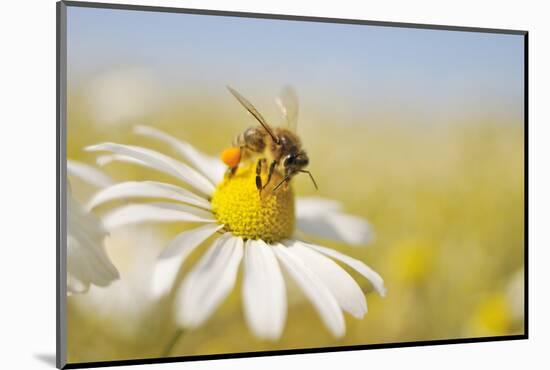 European Honey Bee Collecting Pollen and Nectar from Scentless Mayweed, Perthshire, Scotland-Fergus Gill-Mounted Photographic Print