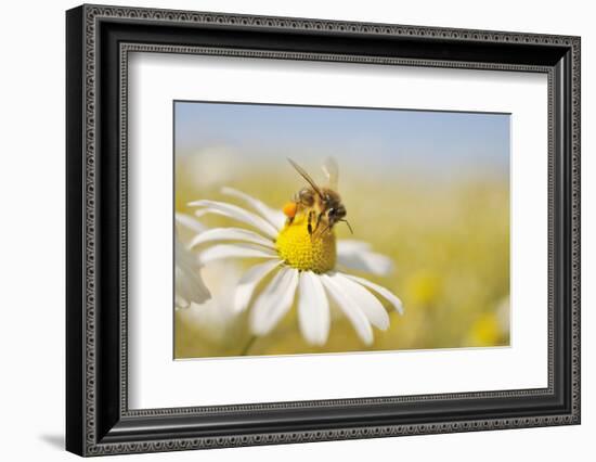 European Honey Bee Collecting Pollen and Nectar from Scentless Mayweed, Perthshire, Scotland-Fergus Gill-Framed Photographic Print