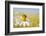 European Honey Bee Collecting Pollen and Nectar from Scentless Mayweed, Perthshire, Scotland-Fergus Gill-Framed Photographic Print