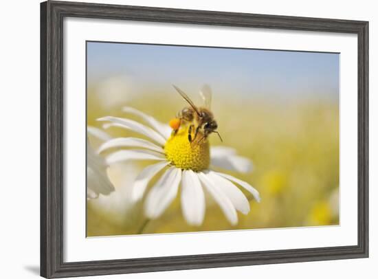 European Honey Bee Collecting Pollen and Nectar from Scentless Mayweed, Perthshire, Scotland-Fergus Gill-Framed Photographic Print