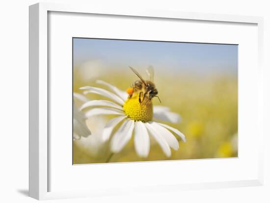 European Honey Bee Collecting Pollen and Nectar from Scentless Mayweed, Perthshire, Scotland-Fergus Gill-Framed Photographic Print