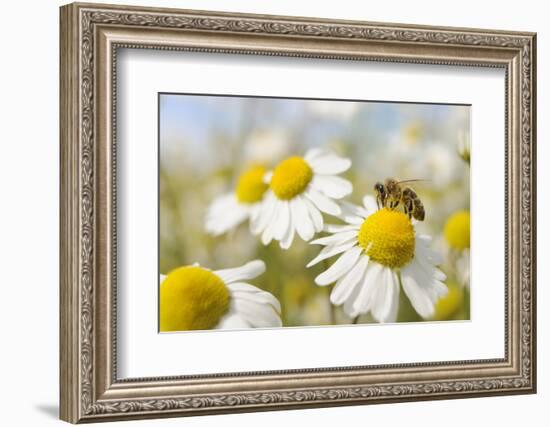 European Honey Bee Collecting Pollen and Nectar from Scentless Mayweed, Perthshire, Scotland-Fergus Gill-Framed Photographic Print