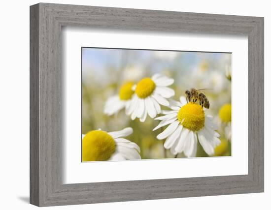 European Honey Bee Collecting Pollen and Nectar from Scentless Mayweed, Perthshire, Scotland-Fergus Gill-Framed Photographic Print