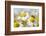 European Honey Bee Collecting Pollen and Nectar from Scentless Mayweed, Perthshire, Scotland-Fergus Gill-Framed Photographic Print