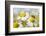 European Honey Bee Collecting Pollen and Nectar from Scentless Mayweed, Perthshire, Scotland-Fergus Gill-Framed Photographic Print