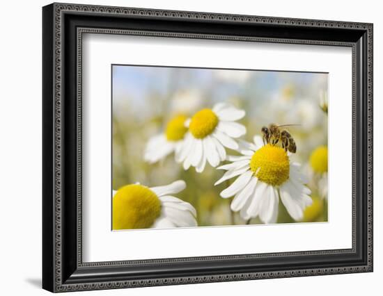 European Honey Bee Collecting Pollen and Nectar from Scentless Mayweed, Perthshire, Scotland-Fergus Gill-Framed Photographic Print