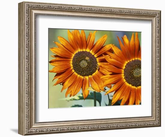 European Honey Bees Pollinating Red Sunflowers, Rhineland-Palatinate, Germany-Tom Haseltine-Framed Photographic Print