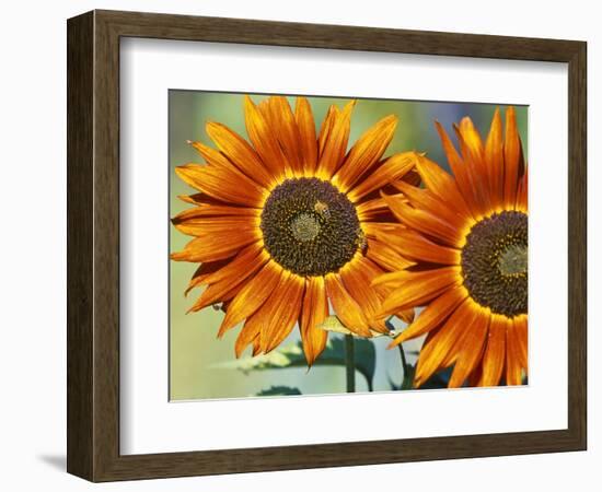 European Honey Bees Pollinating Red Sunflowers, Rhineland-Palatinate, Germany-Tom Haseltine-Framed Photographic Print