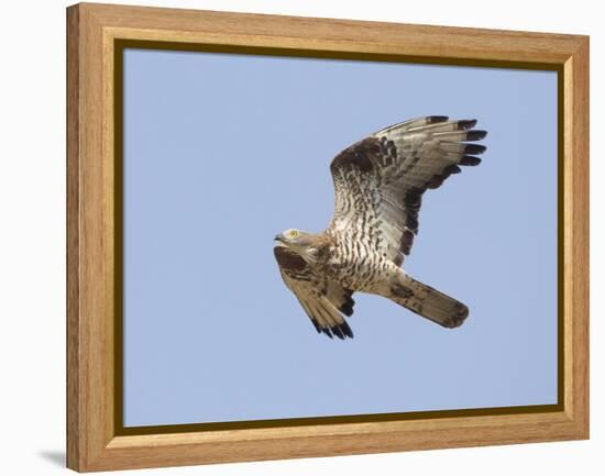 European Honey Buzzard Adult Male in Flight-null-Framed Premier Image Canvas