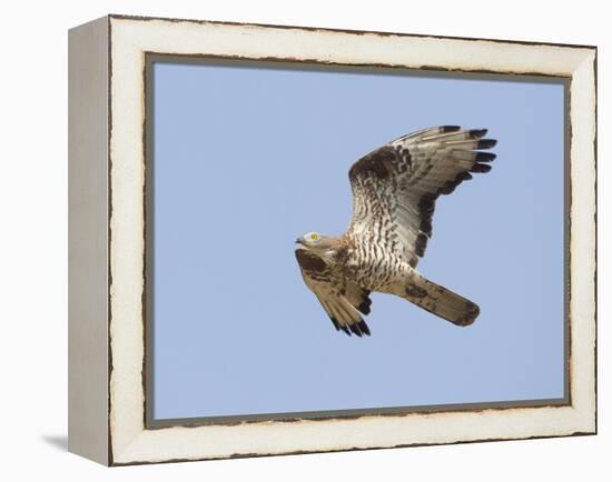 European Honey Buzzard Adult Male in Flight-null-Framed Premier Image Canvas
