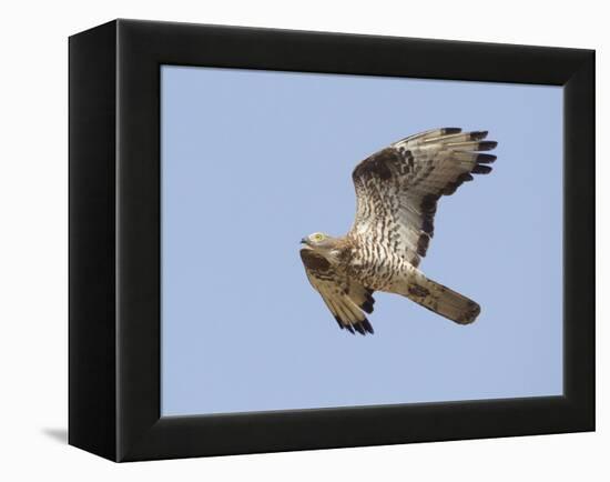 European Honey Buzzard Adult Male in Flight-null-Framed Premier Image Canvas