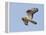 European Honey Buzzard Adult Male in Flight-null-Framed Premier Image Canvas