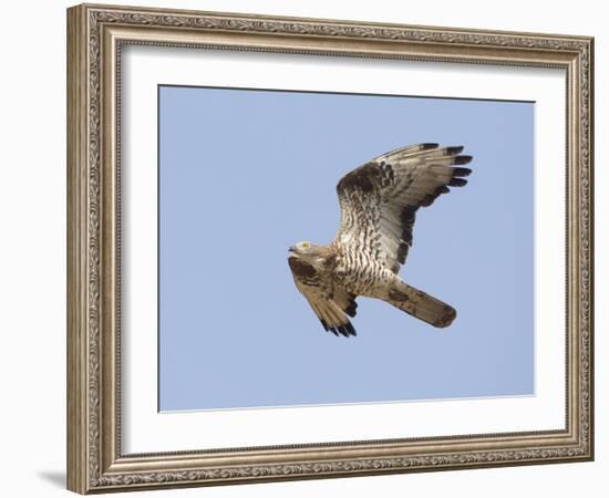 European Honey Buzzard Adult Male in Flight-null-Framed Photographic Print