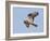 European Honey Buzzard Adult Male in Flight-null-Framed Photographic Print