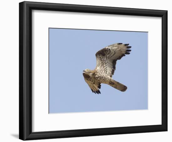 European Honey Buzzard Adult Male in Flight-null-Framed Photographic Print