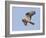 European Honey Buzzard Adult Male in Flight-null-Framed Photographic Print