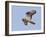 European Honey Buzzard Adult Male in Flight-null-Framed Photographic Print