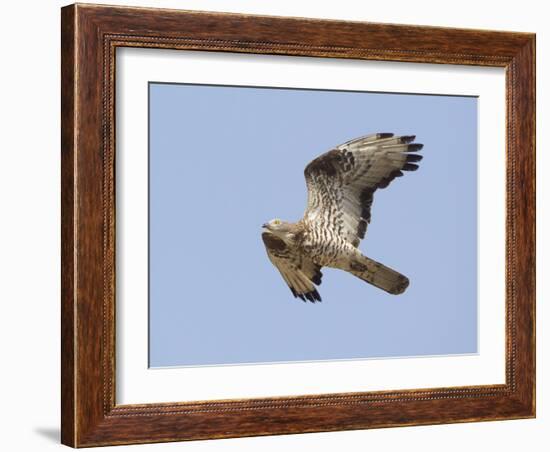 European Honey Buzzard Adult Male in Flight-null-Framed Photographic Print