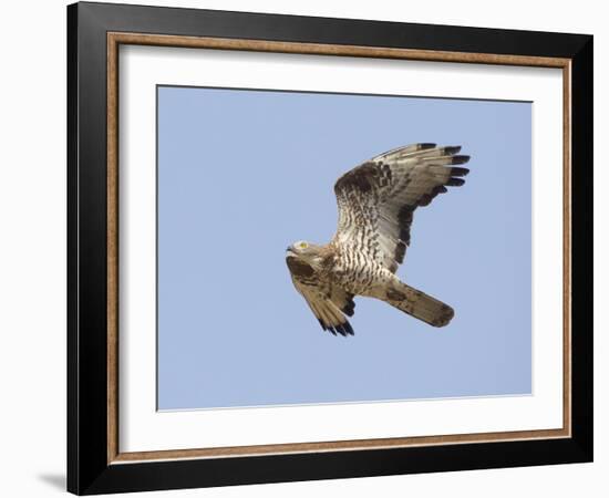 European Honey Buzzard Adult Male in Flight-null-Framed Photographic Print