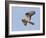 European Honey Buzzard Adult Male in Flight-null-Framed Photographic Print