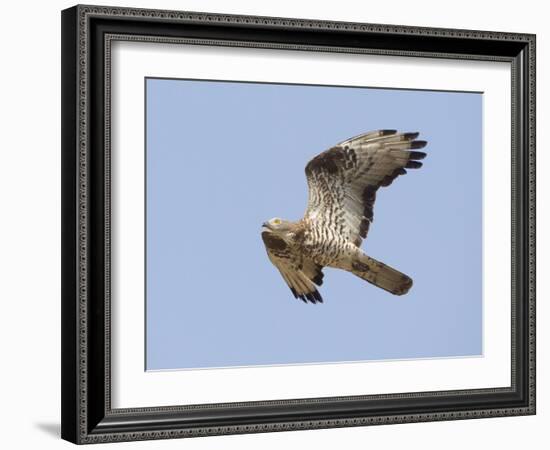 European Honey Buzzard Adult Male in Flight-null-Framed Photographic Print