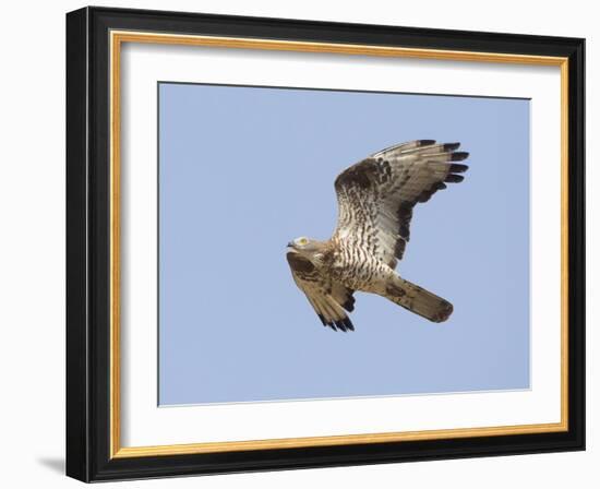 European Honey Buzzard Adult Male in Flight-null-Framed Photographic Print