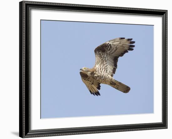 European Honey Buzzard Adult Male in Flight-null-Framed Photographic Print