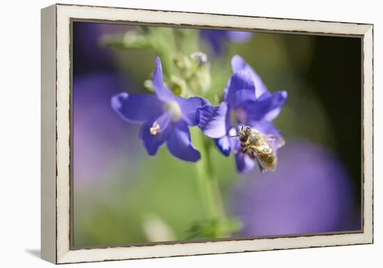 European honeybee, Apis mellifera, blossom, dust, close-up-David & Micha Sheldon-Framed Premier Image Canvas