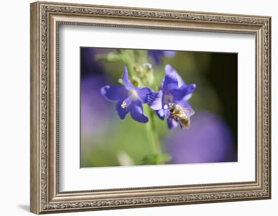 European honeybee, Apis mellifera, blossom, dust, close-up-David & Micha Sheldon-Framed Photographic Print