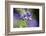 European honeybee, Apis mellifera, blossom, dust, close-up-David & Micha Sheldon-Framed Photographic Print