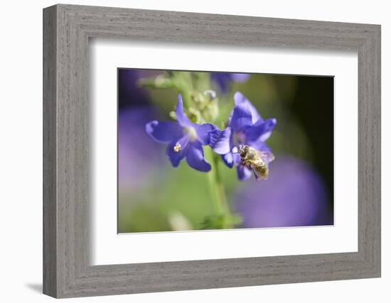 European honeybee, Apis mellifera, blossom, dust, close-up-David & Micha Sheldon-Framed Photographic Print