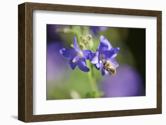 European honeybee, Apis mellifera, blossom, dust, close-up-David & Micha Sheldon-Framed Photographic Print